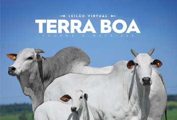 LEILÃO VIRTUAL TERRA BOA TOUROS E MATRIZES